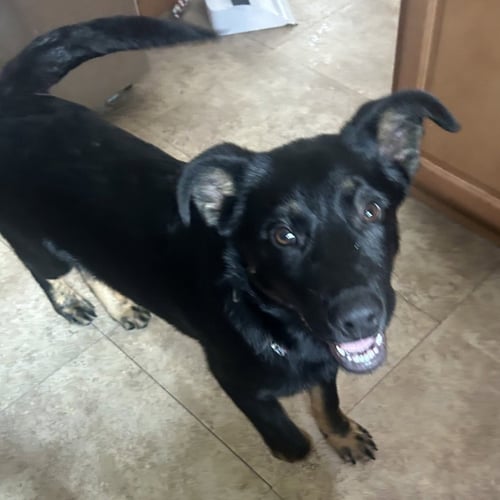 BOLT - PENDING ADOPTION - German Shepherd Dog / Terrier for adoption in St. Paul