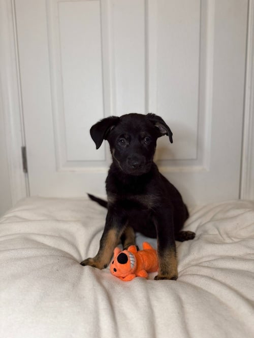 BOLT - PENDING ADOPTION - German Shepherd Dog / Terrier available for adoption