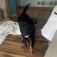 Bolt - Pending Adoption - Photo 3