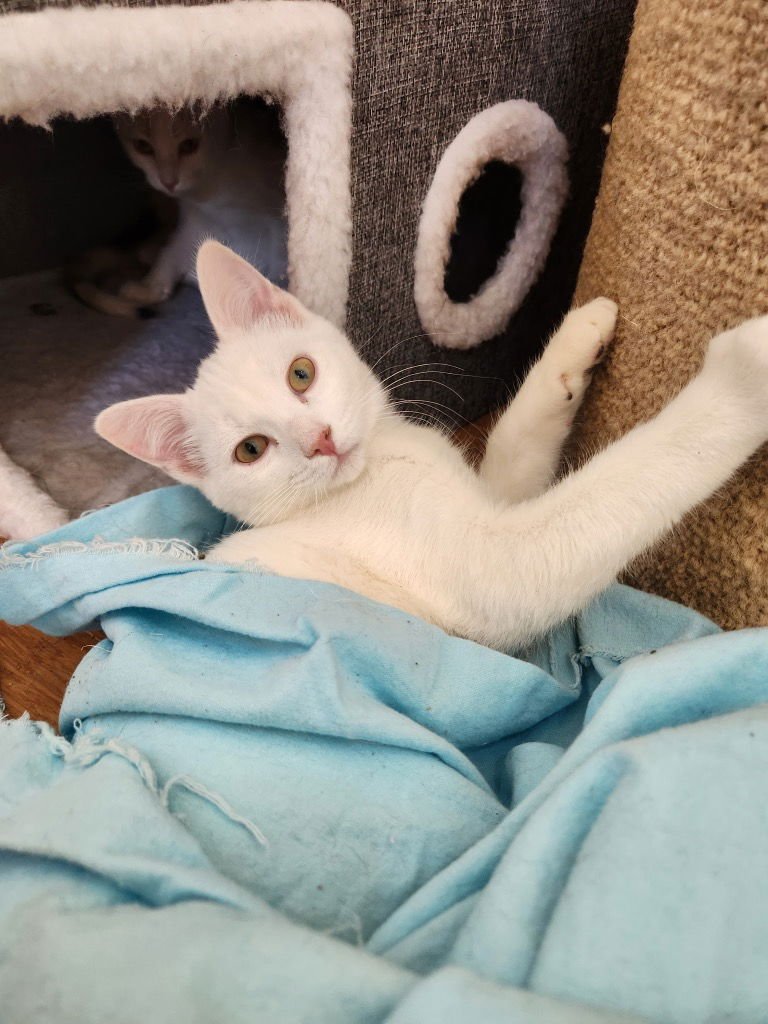 FAWN - Domestic Short Hair available for adoption