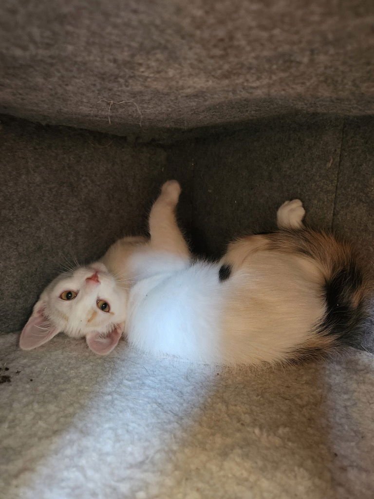 FAWN - Domestic Short Hair available for adoption