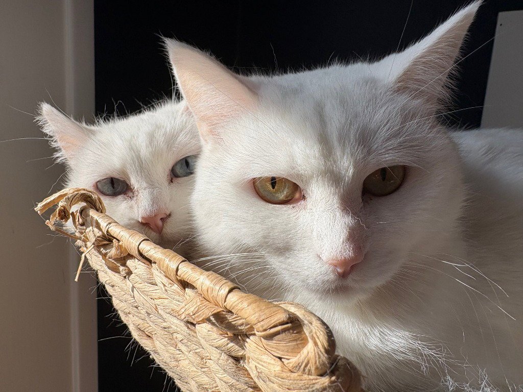 Opal - Pending Adoption / Pearl - Pending Adoption Image