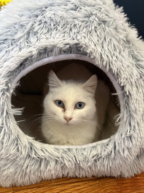 OPAL - PENDING ADOPTION / PEARL - PENDING ADOPTION - Domestic Short Hair available for adoption