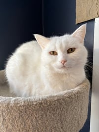 Opal - Pending Adoption / Pearl - Pending Adoption - Photo 3