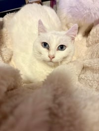 Opal - Pending Adoption / Pearl - Pending Adoption - Photo 4