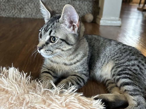 NICK - Domestic Short Hair for adoption in Fort Worth