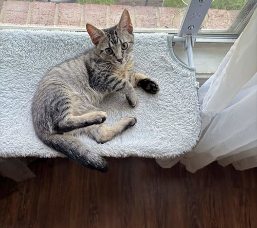NICK - Domestic Short Hair available for adoption