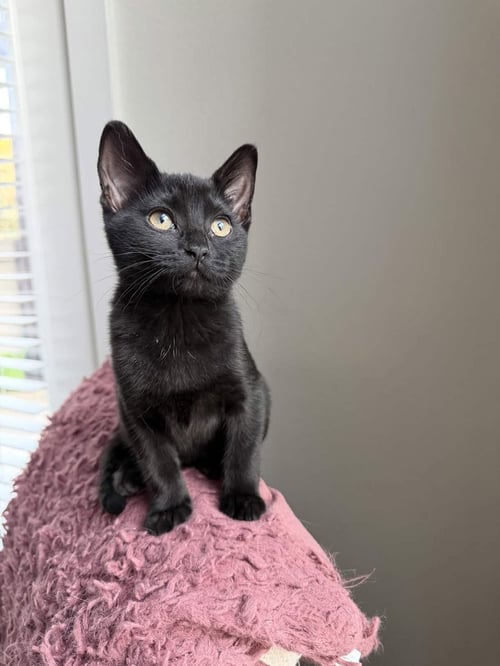 CHARLIE - Domestic Short Hair available for adoption