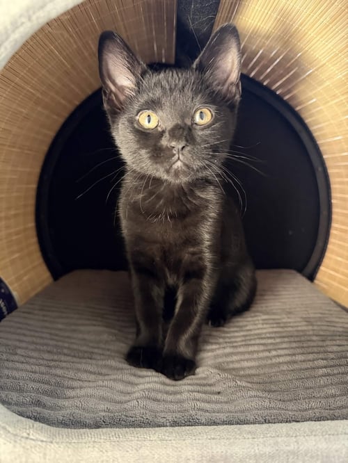 CHARLIE - Domestic Short Hair available for adoption