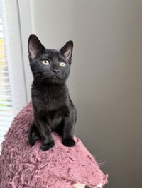 Charlie - Photo 4