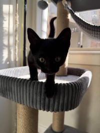 Charlie - Photo 6