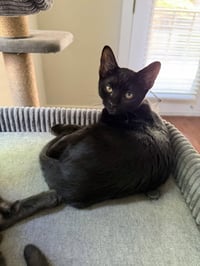 Charlie - Photo 1