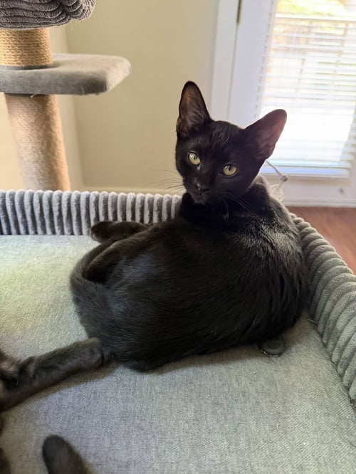 CHARLIE - Domestic Short Hair for adoption in Fort Worth