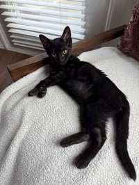 Eevee - Photo 2