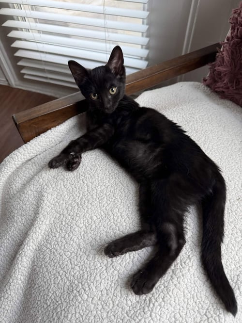 EEVEE - Domestic Short Hair available for adoption