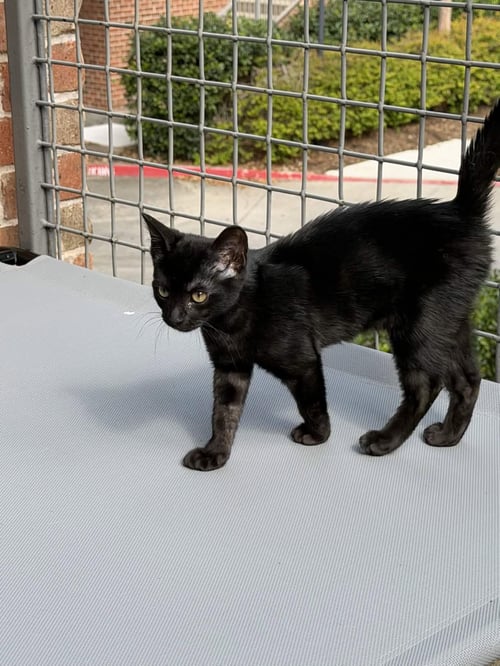 EEVEE - Domestic Short Hair for adoption in Fort Worth