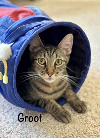"Groot" - Photo 7
