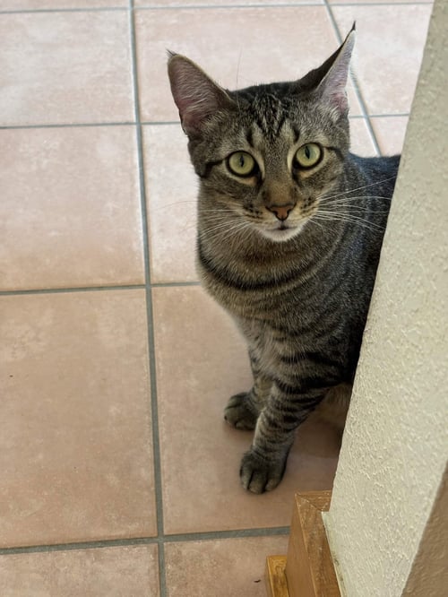 "GROOT" - Domestic Short Hair for adoption in Fort Worth