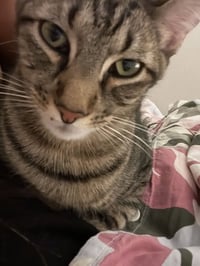 "Groot" - Photo 6