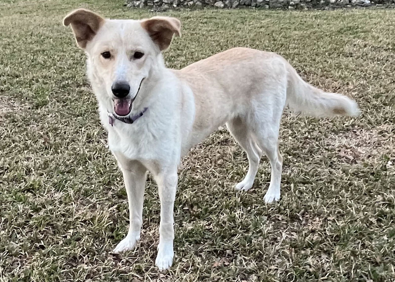 CHELSEA - Labrador Retriever / Collie available for adoption