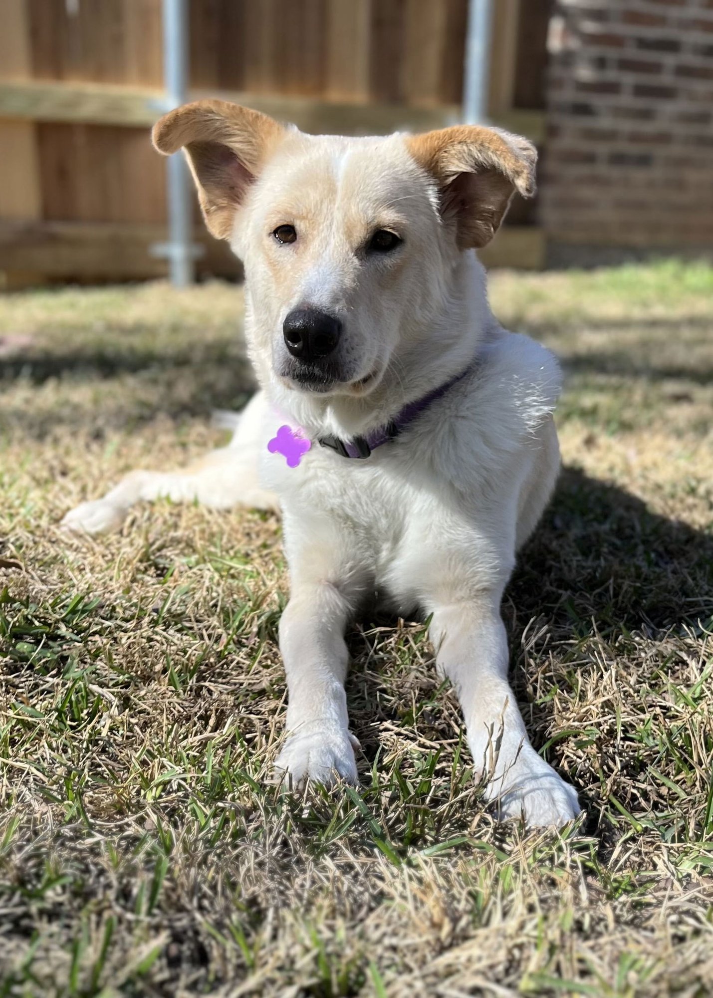 CHELSEA - Labrador Retriever / Collie available for adoption