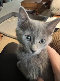 Smokey - Photo 2