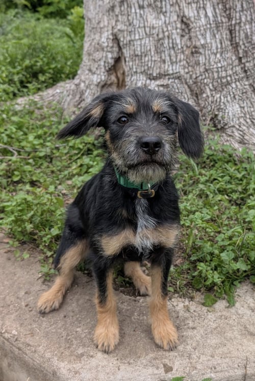 SERENITY - Terrier for adoption in Fort Worth