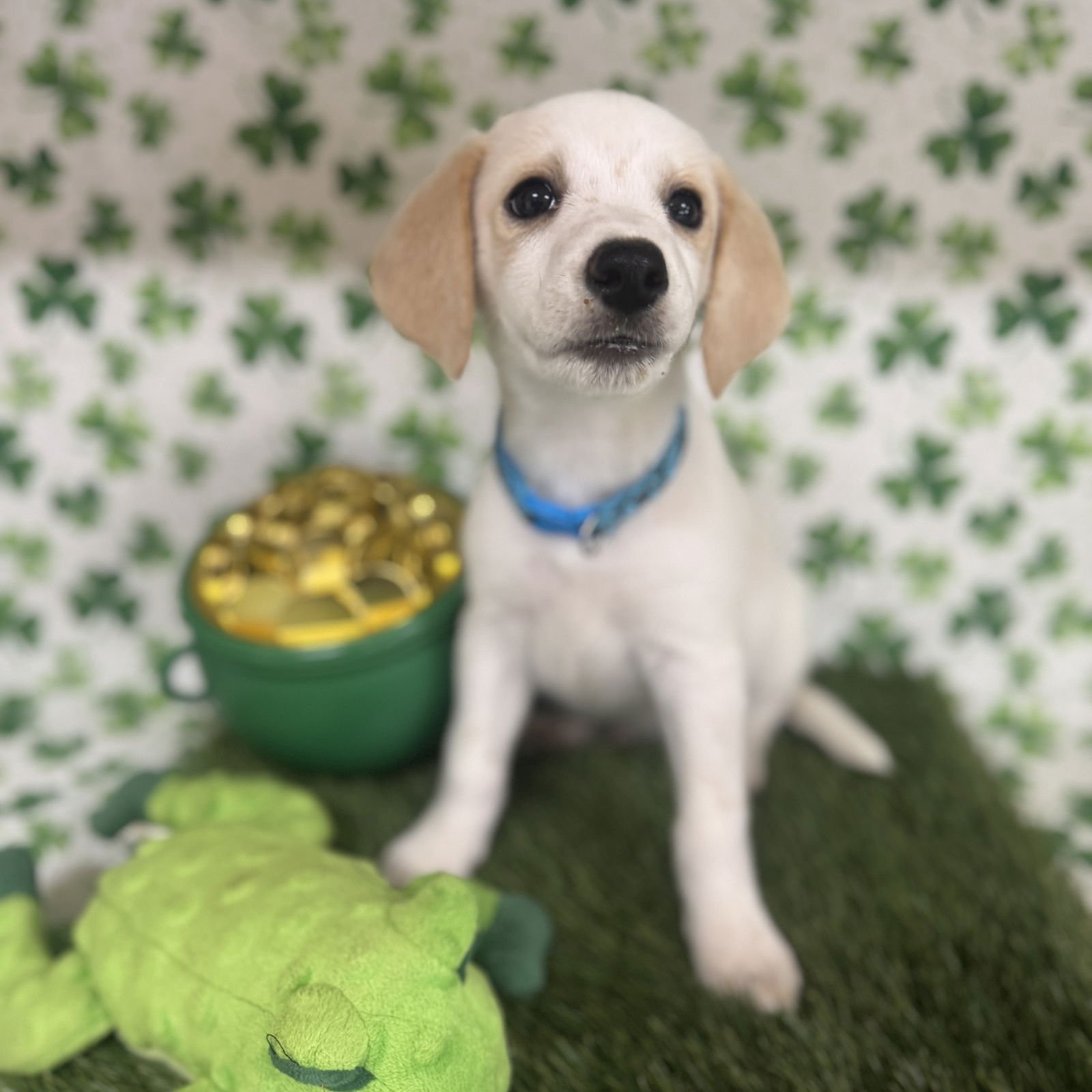 ATLAS - Spaniel / Beagle available for adoption