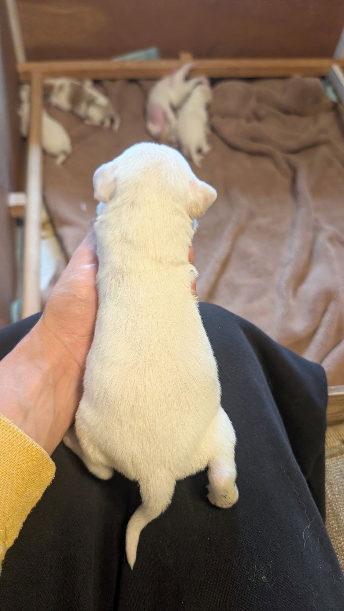 ATLAS - Spaniel / Beagle available for adoption