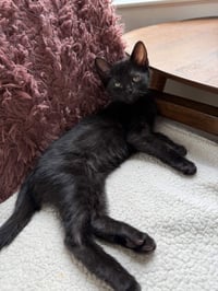 Murphy - Photo 2