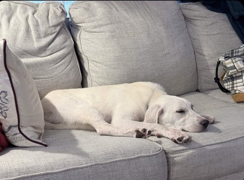 STEVIE - Labrador Retriever available for adoption