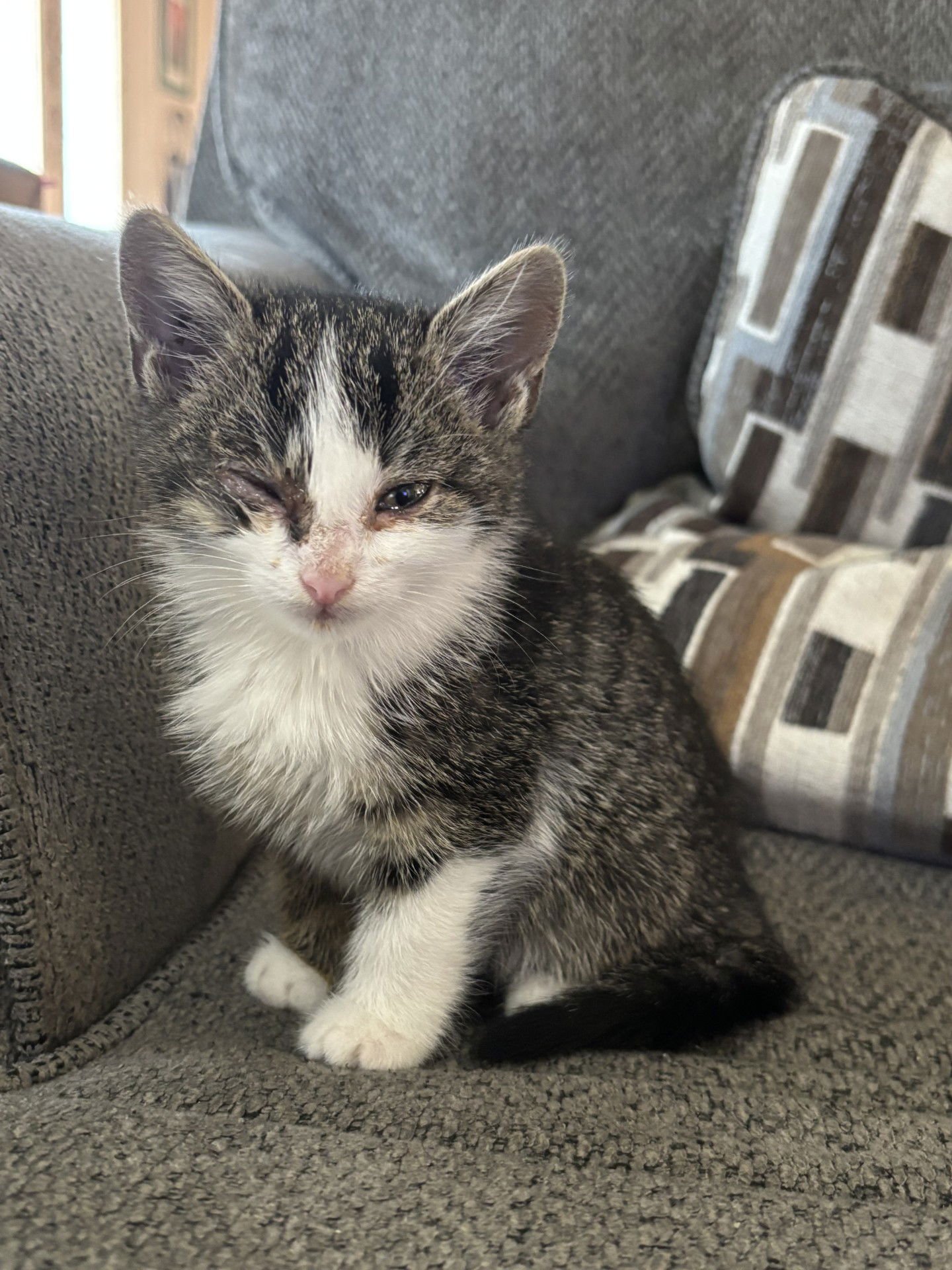 FREYA - Tabby available for adoption