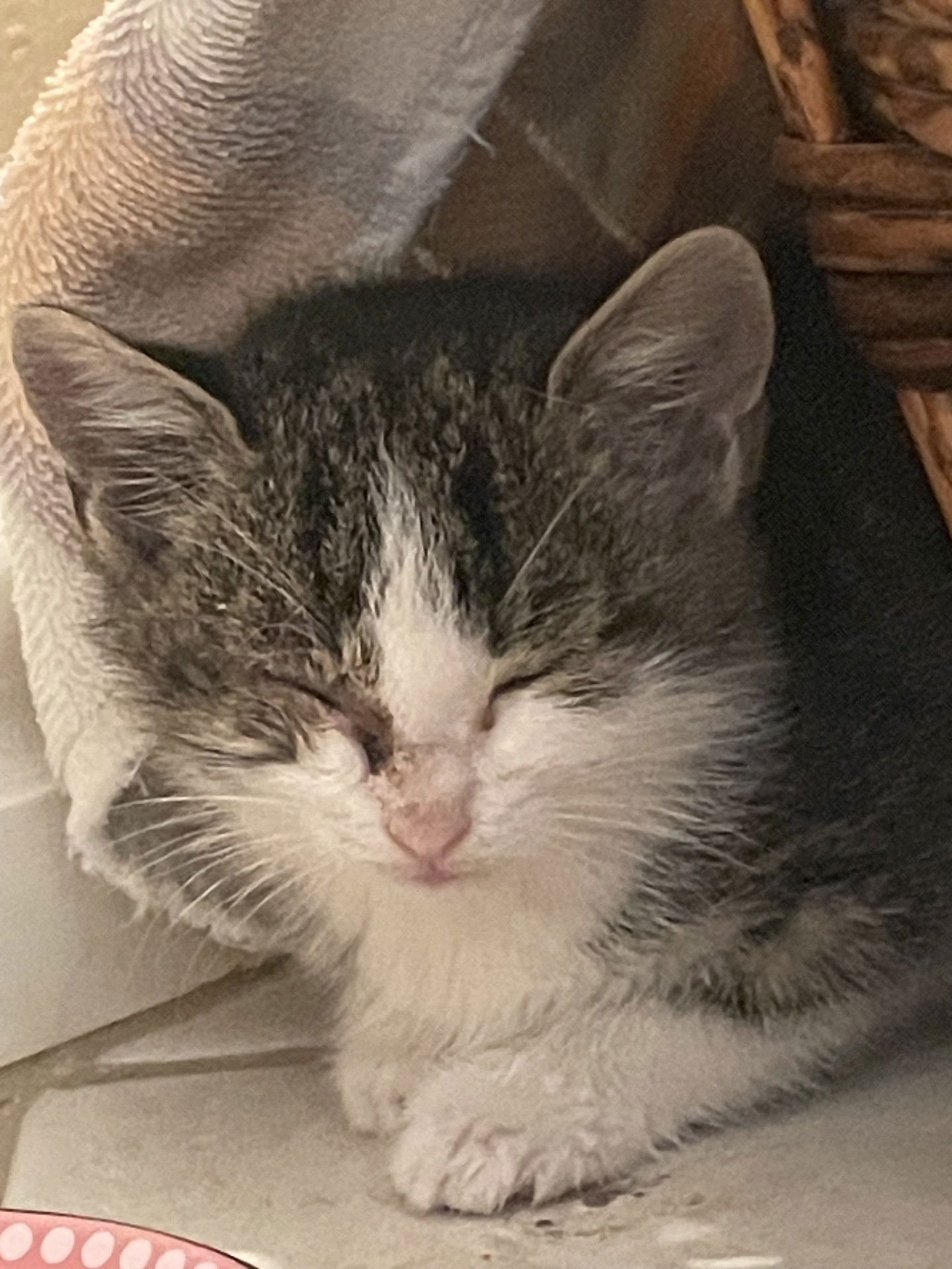 FREYA - Tabby available for adoption