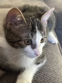 Freya - Photo 10