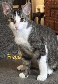Freya - Photo 2