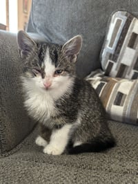 Freya - Photo 8