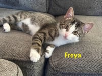 Freya - Photo 7