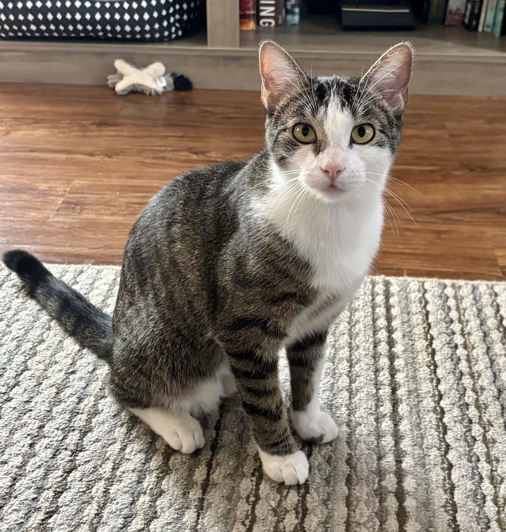 Freya Image