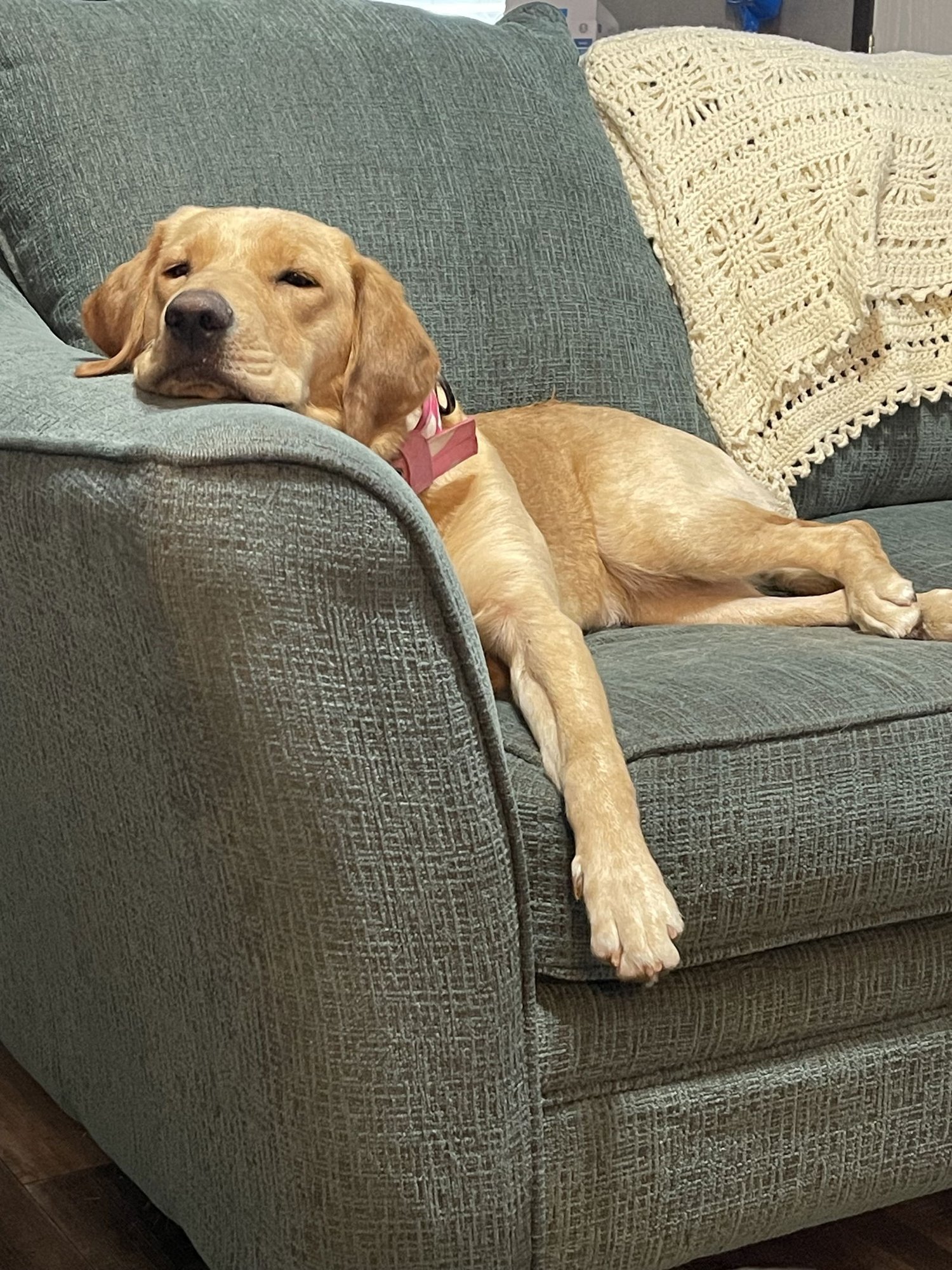 ICELY - Labrador Retriever available for adoption