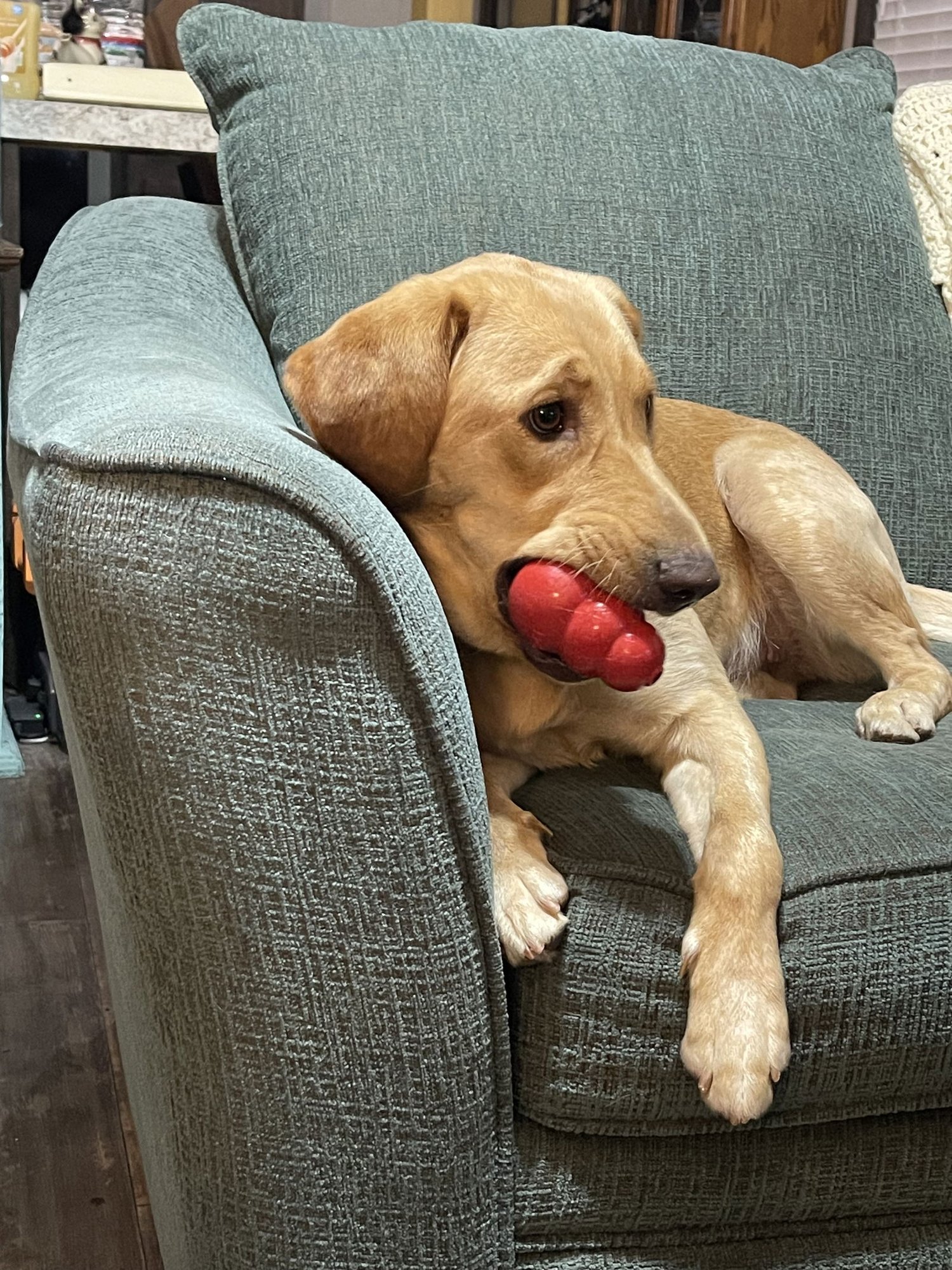 ICELY - Labrador Retriever available for adoption