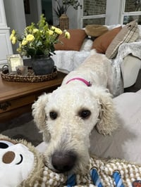 Pearl - Photo 3