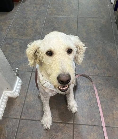 PEARL - Poodle (Standard) / Labrador Retriever for adoption in Fort Worth