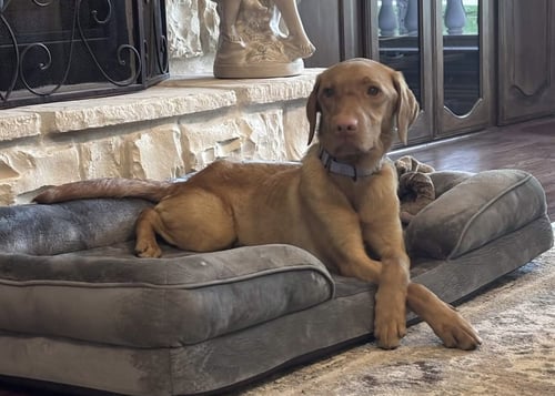 SAMANTHA AKA PENNY - Labrador Retriever / Vizsla for adoption in Fort Worth