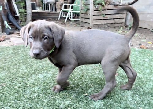 HERO VALLEY - Labrador Retriever for adoption in Fort Worth