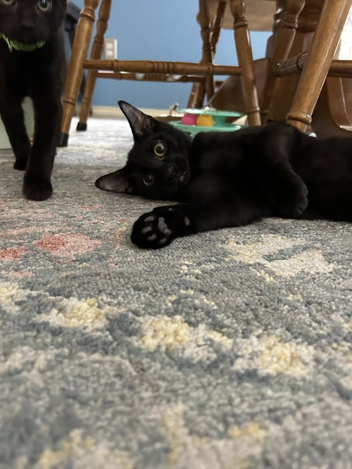 WINNIE THE POOH - Domestic Short Hair for adoption in Fort Worth