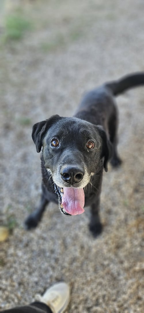 MERCURY - Labrador Retriever for adoption in Fort Worth