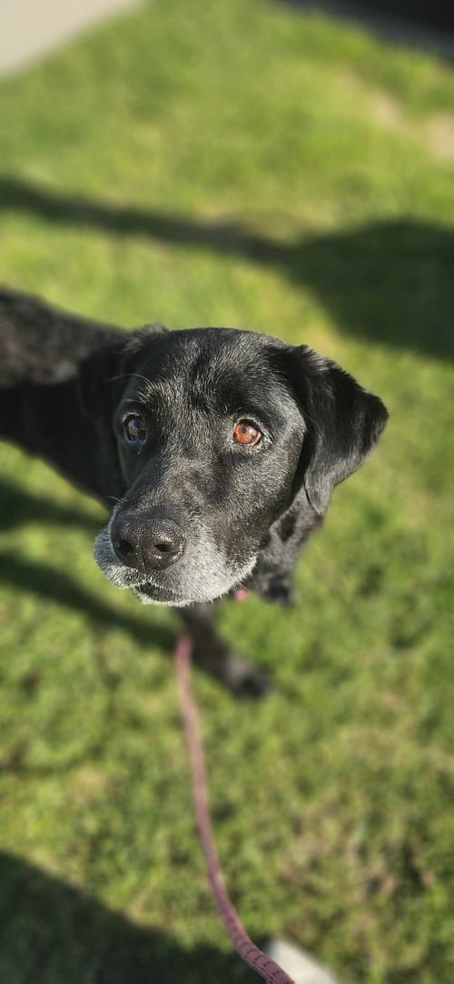 MERCURY - Labrador Retriever for adoption in Fort Worth