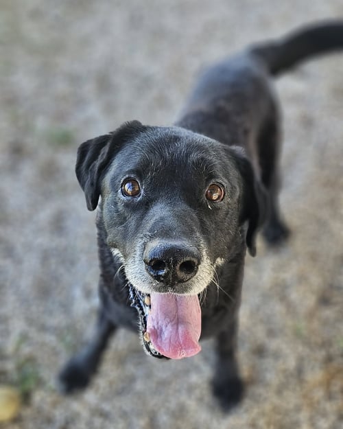 MERCURY - Labrador Retriever available for adoption