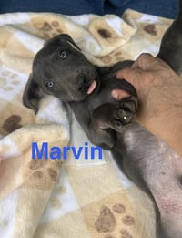 Marvin Song - Photo 4