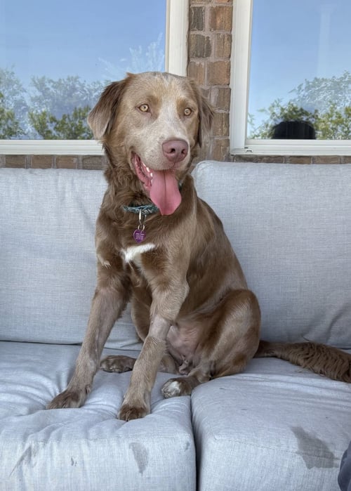CHARLIE CHAPLIN - Golden Retriever / Weimaraner available for adoption